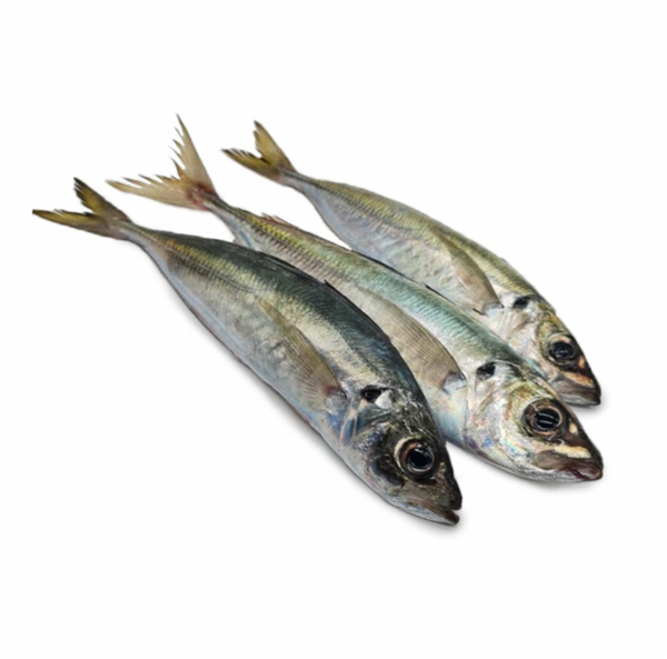 CHINCHARD-POISSON