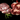 ROGNON DE BŒUF (PAR KG)